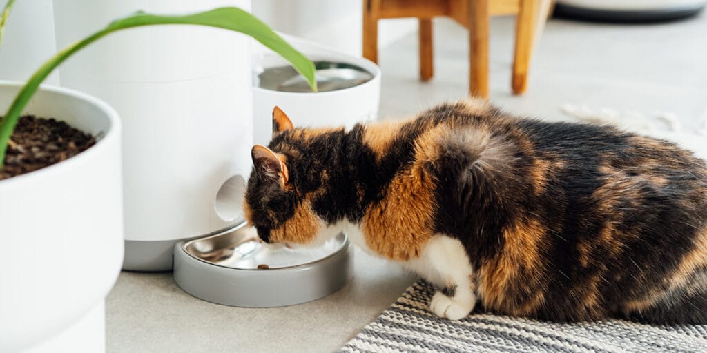 Rahat ev iç mekanında otomatik akıllı besleyiciden mama yiyen kedi