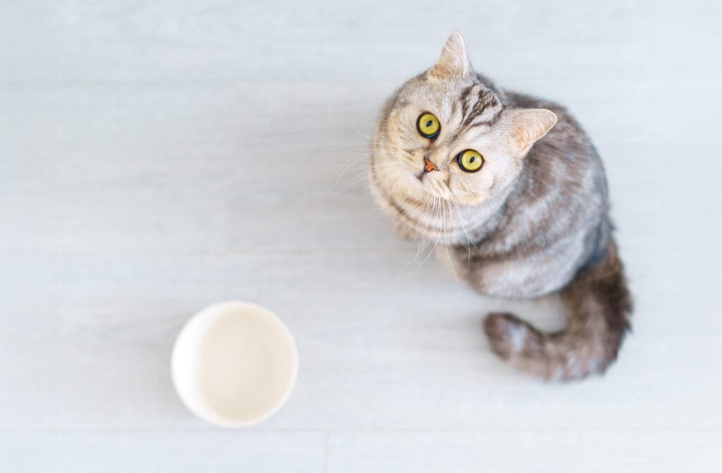 kedi mutfak zemininde oturuyor ve sahibinin boş kaseye kuru mama dökmesini bekliyor