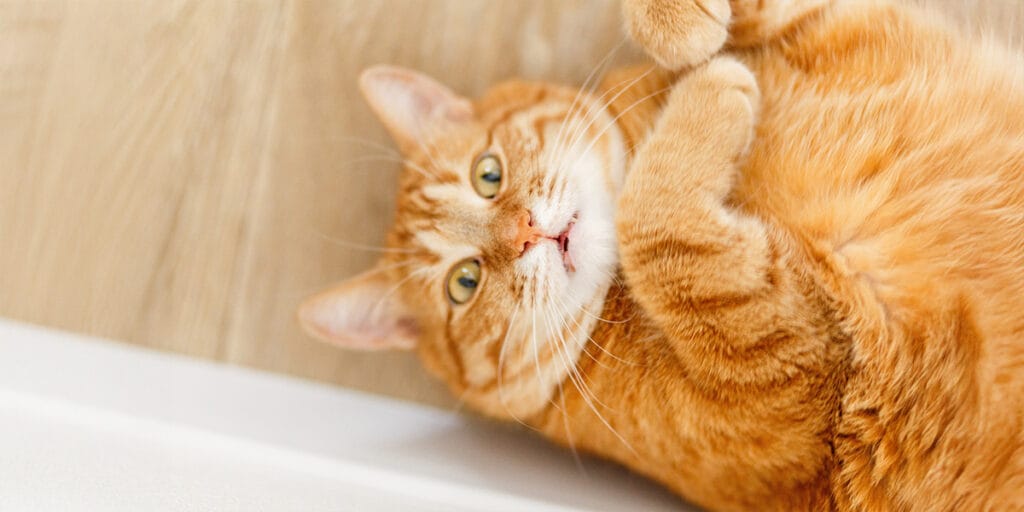 Komik, şaşıran şişman turuncu kedi