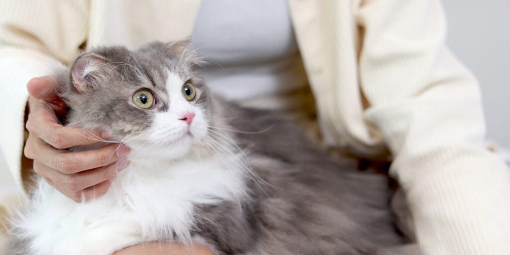 Sevimli beyaz gri kedi sahibinin kucağında rahatça oturuyor.