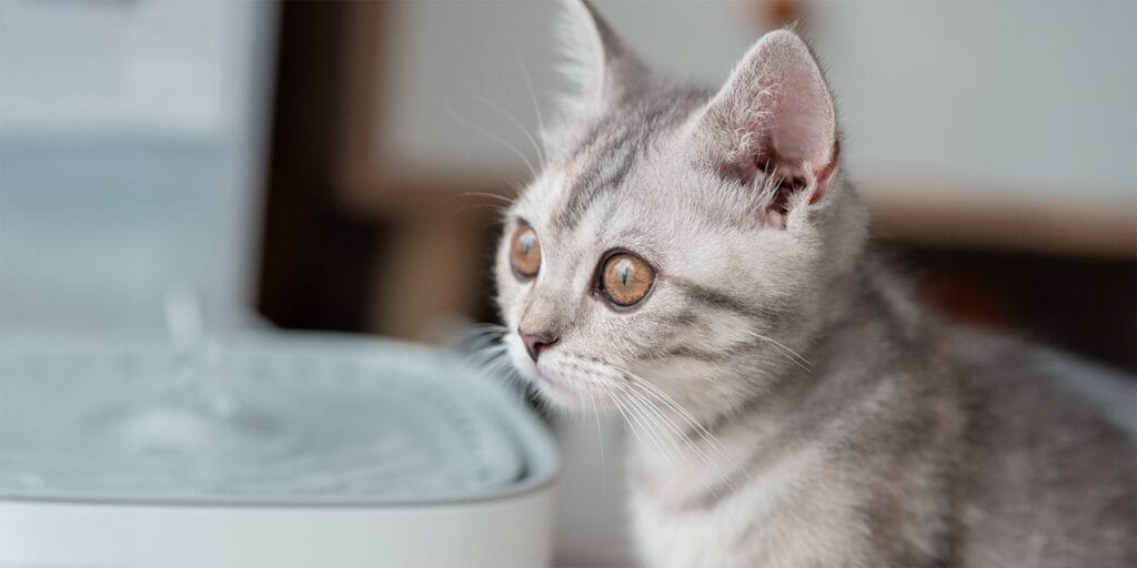Su pınarından su içen beyaz bir kedi yavrusuna yakın çekim