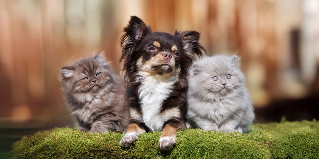 iki tane sevimli uzun tüylü kedinin ortasında chihuahua ırk köpek